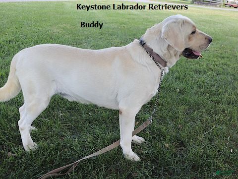 Labrador Retriever dogs Buddy - Champ lines - Ad 2