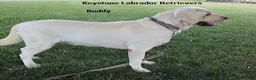 Labrador Retriever dogs for sale: Buddy - Champ lines - Ad 2