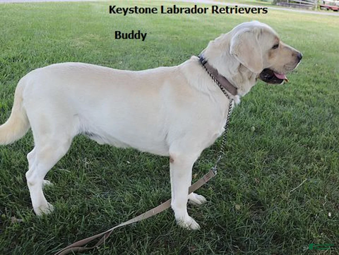 Labrador Retriever dogs for sale: Buddy - Champ lines - Ad 2