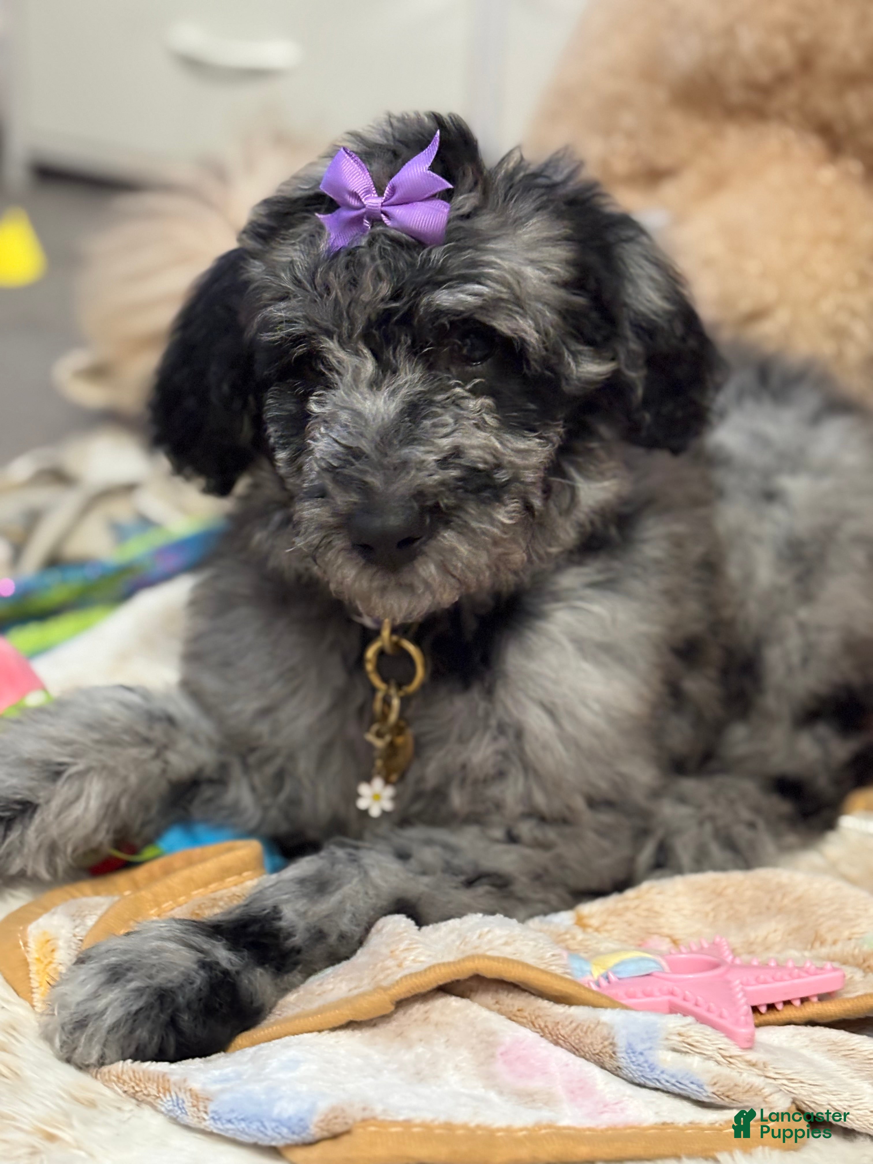 Goldendoodle dogs Goldendoodle Puppy 1 - Ad 27