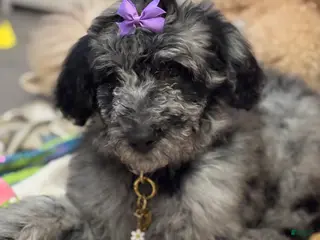 Goldendoodle dogs Goldendoodle Puppy 1 - Ad 27