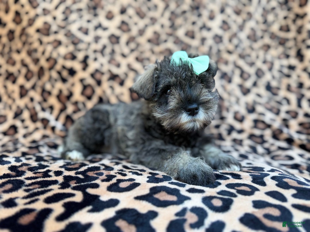 Miniature Schnauzer dogs for sale: Pickles - Ad 6