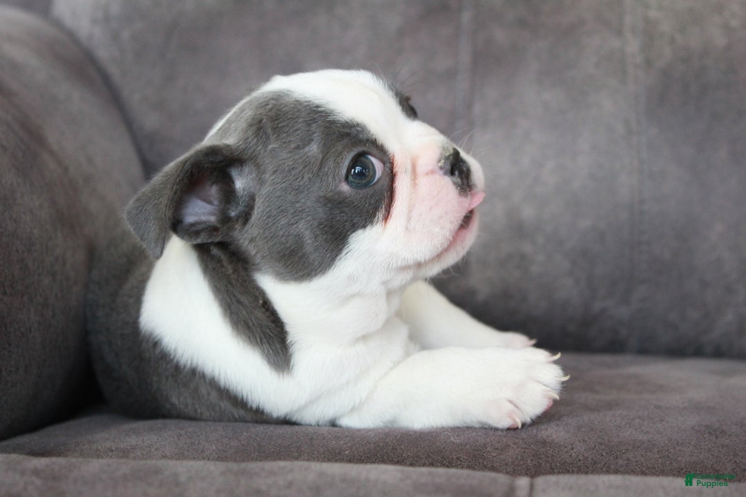 Frenchton dogs for sale: Frenchie  - Ad 8