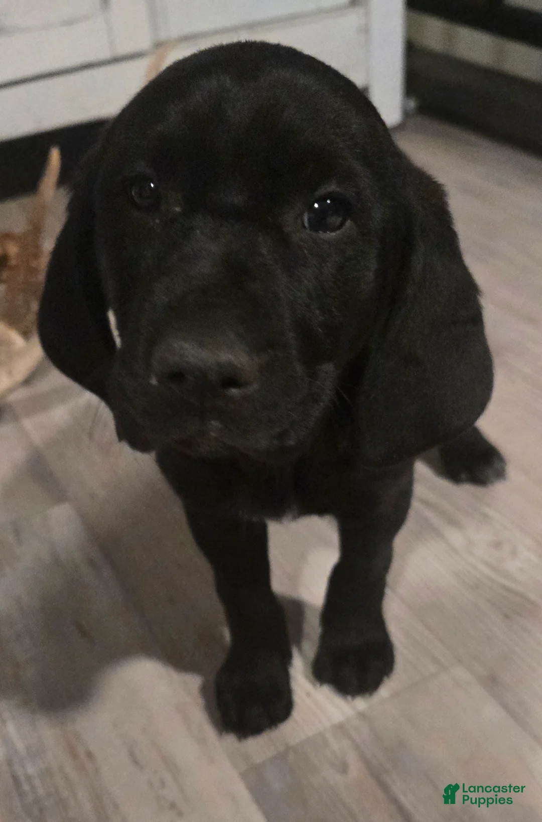 Mixed Breed dogs for sale: Grace - Ad 1