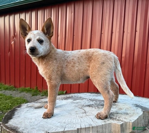 Australian Cattle Dog dogs for sale: Topeka Rose_Female - Ad 3