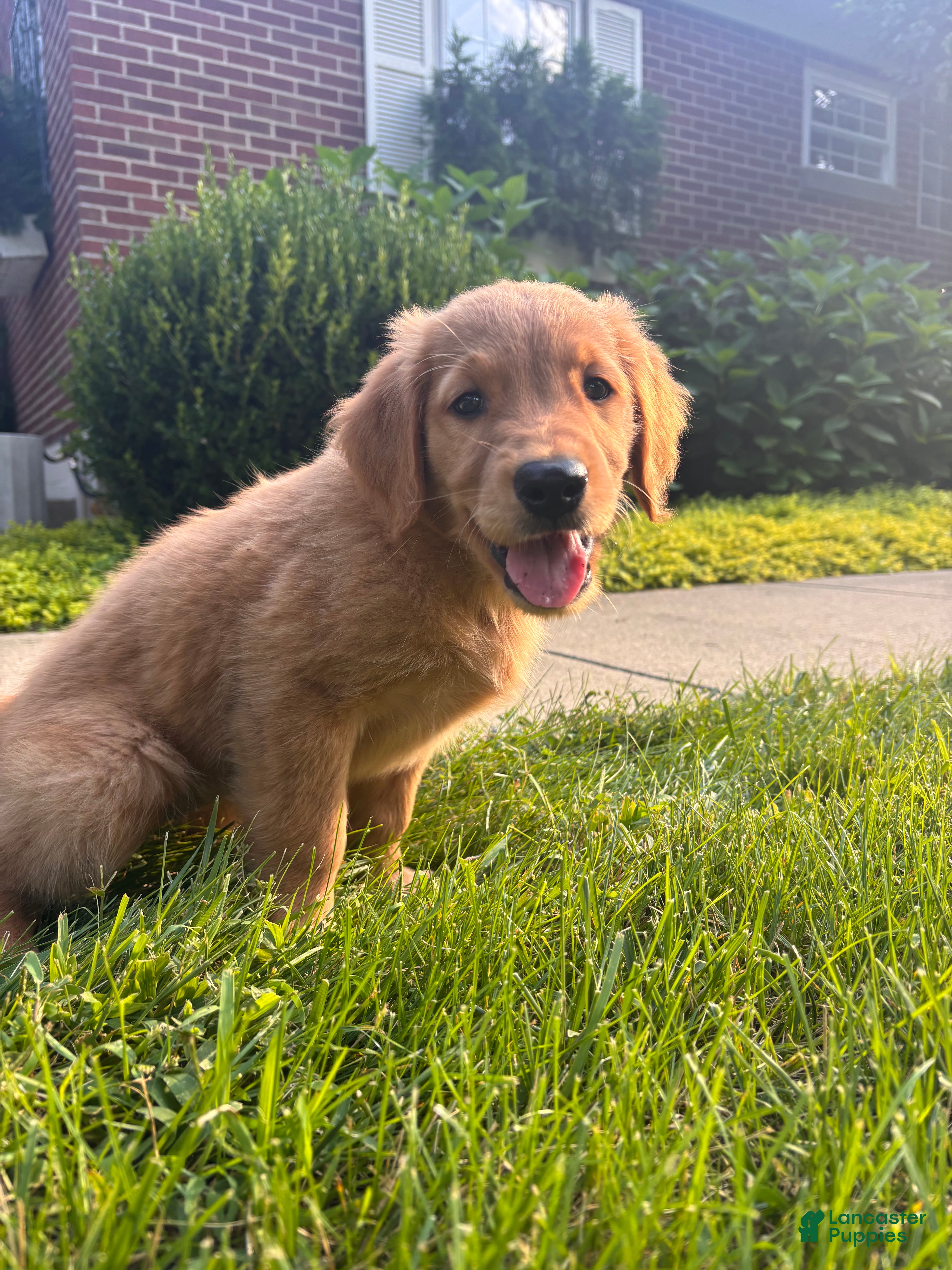 Golden Retriever dogs for sale: Lexy - Ad 1