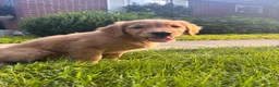Golden Retriever dogs for sale: Lexy - Ad 1