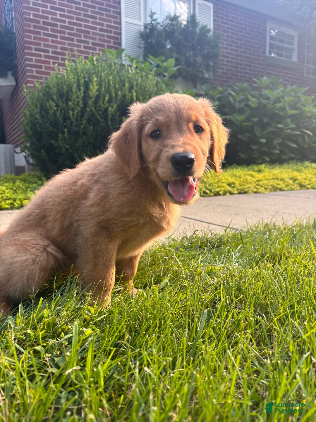 Golden Retriever dogs for sale: Lexy - Ad 1