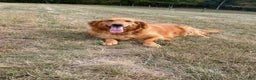 Golden Retriever dogs for sale: Hunter - Ad 6