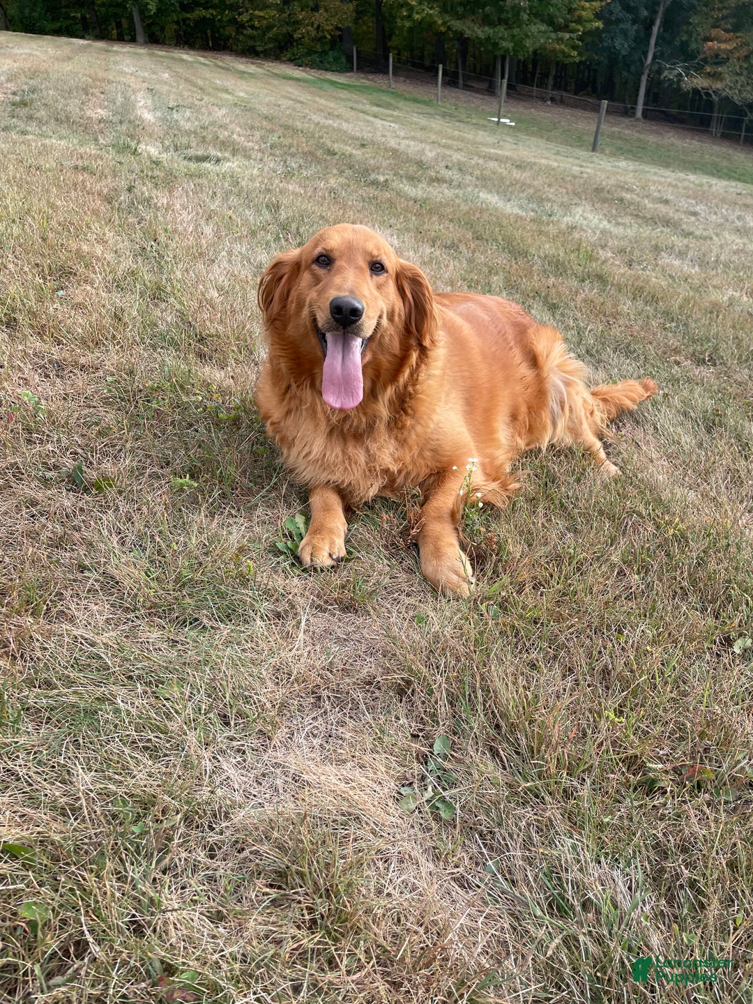 Golden Retriever dogs for sale: Hunter - Ad 6