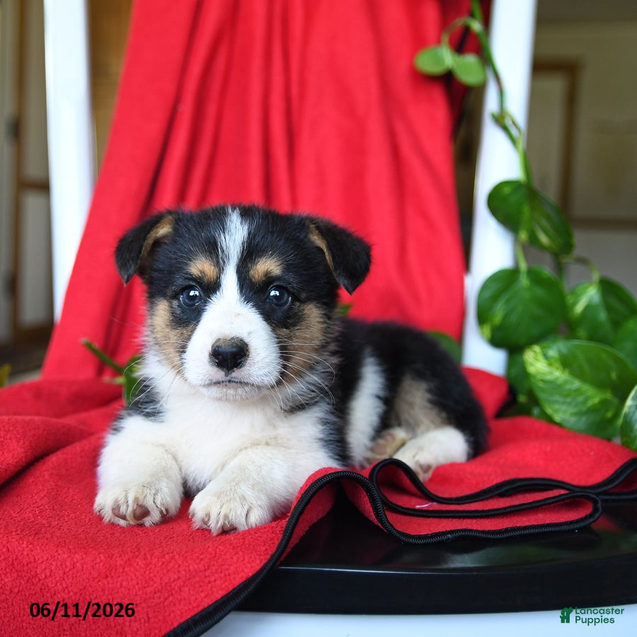 Welsh Corgi Pembroke dogs Colby - Ad 2