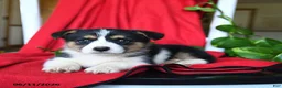 Welsh Corgi Pembroke dogs for sale: Colby - Ad 2