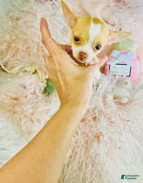 Chihuahua dogs Chihuahua Puppy 1 - Ad 1