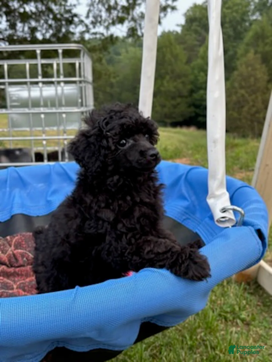 Toy Poodle dogs for sale: Pooh - Ad 10