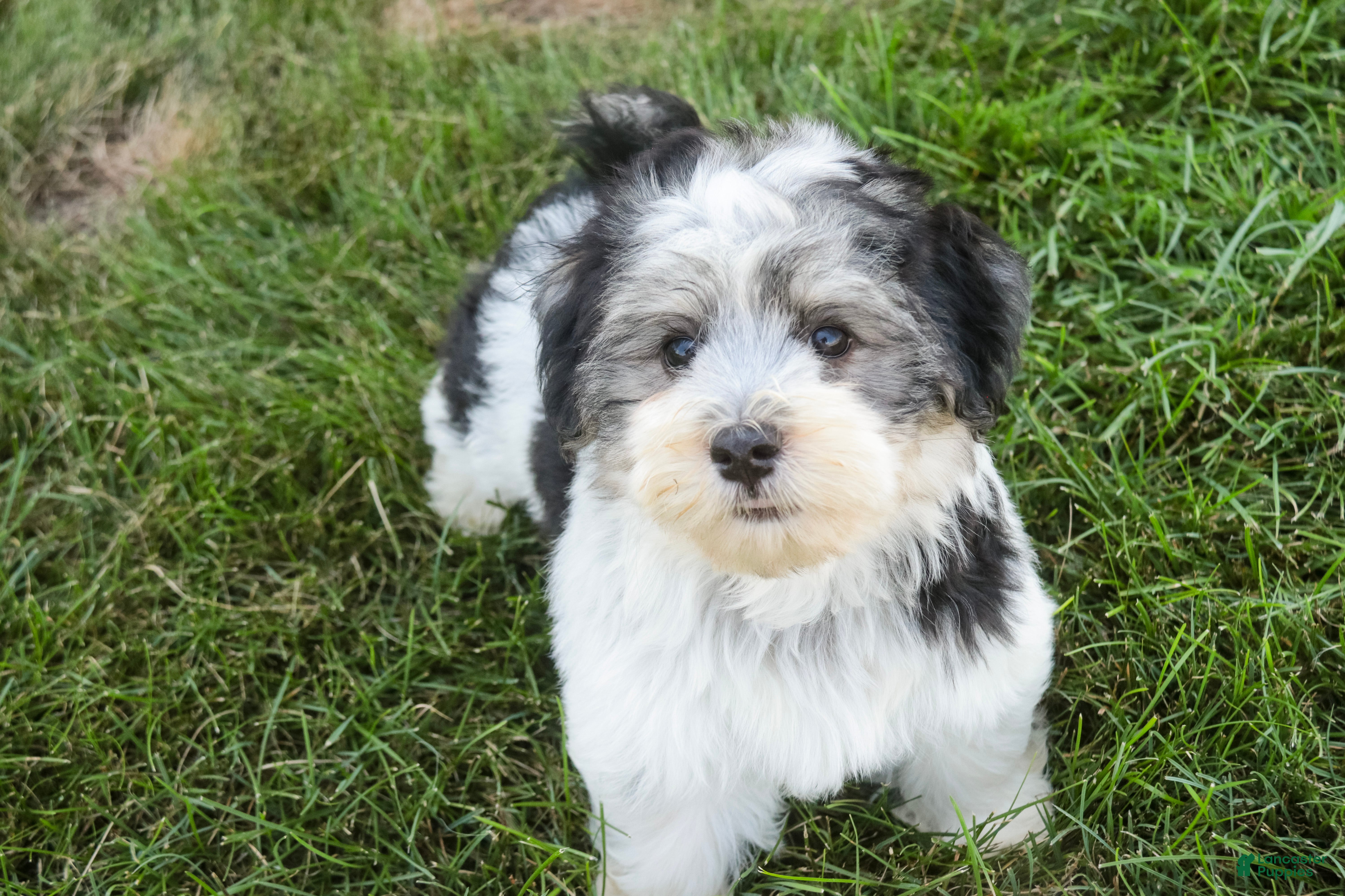 Havanese dogs Francesca - Ad 2