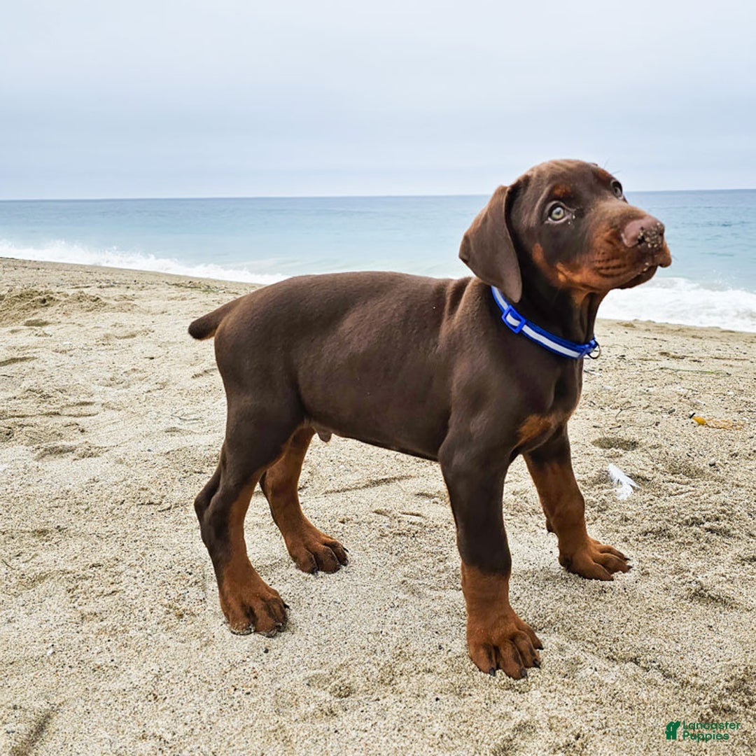 Doberman Pinscher dogs for sale: Red Male - Ad 4