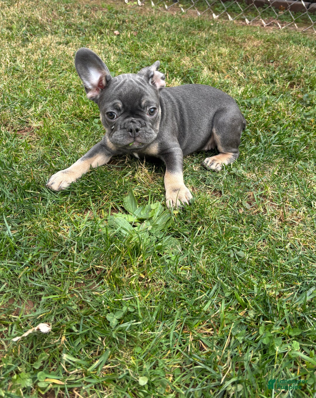 French Bulldog dogs for sale: Malania - Ad 2