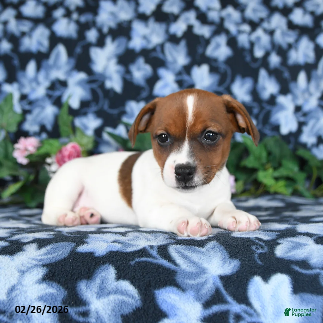 Jack Russell Terrier dogs for sale: Angie - Ad 3