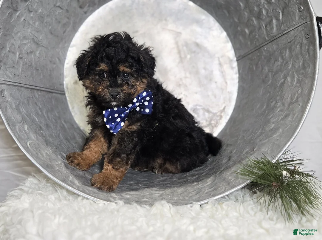 Pomapoo dogs for sale: Lucky - Ad 2