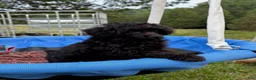 Toy Poodle dogs for sale: Pooh - Ad 1