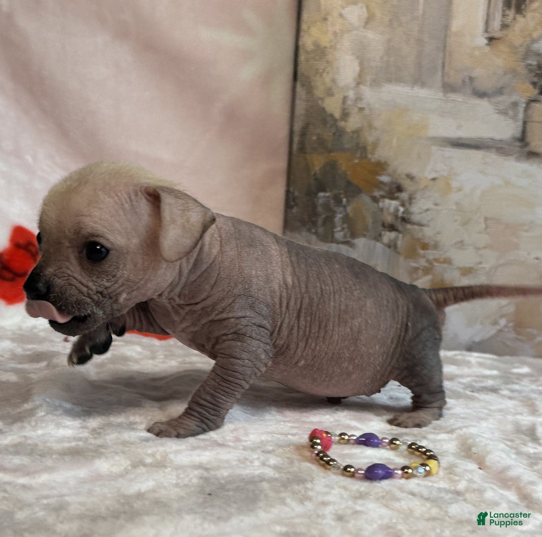 Mixed Breed dogs for sale: Ramstein  - Ad 15