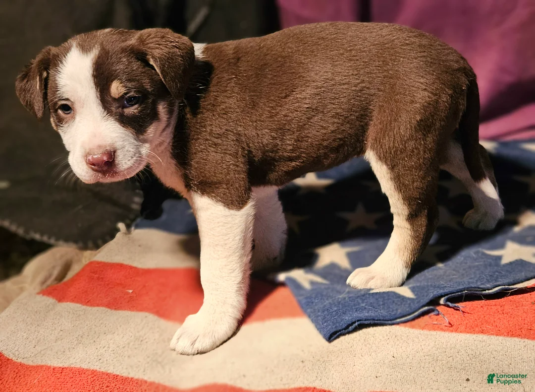 Border Collie dogs for sale: CeeCee (Blue Eyes) - Ad 13