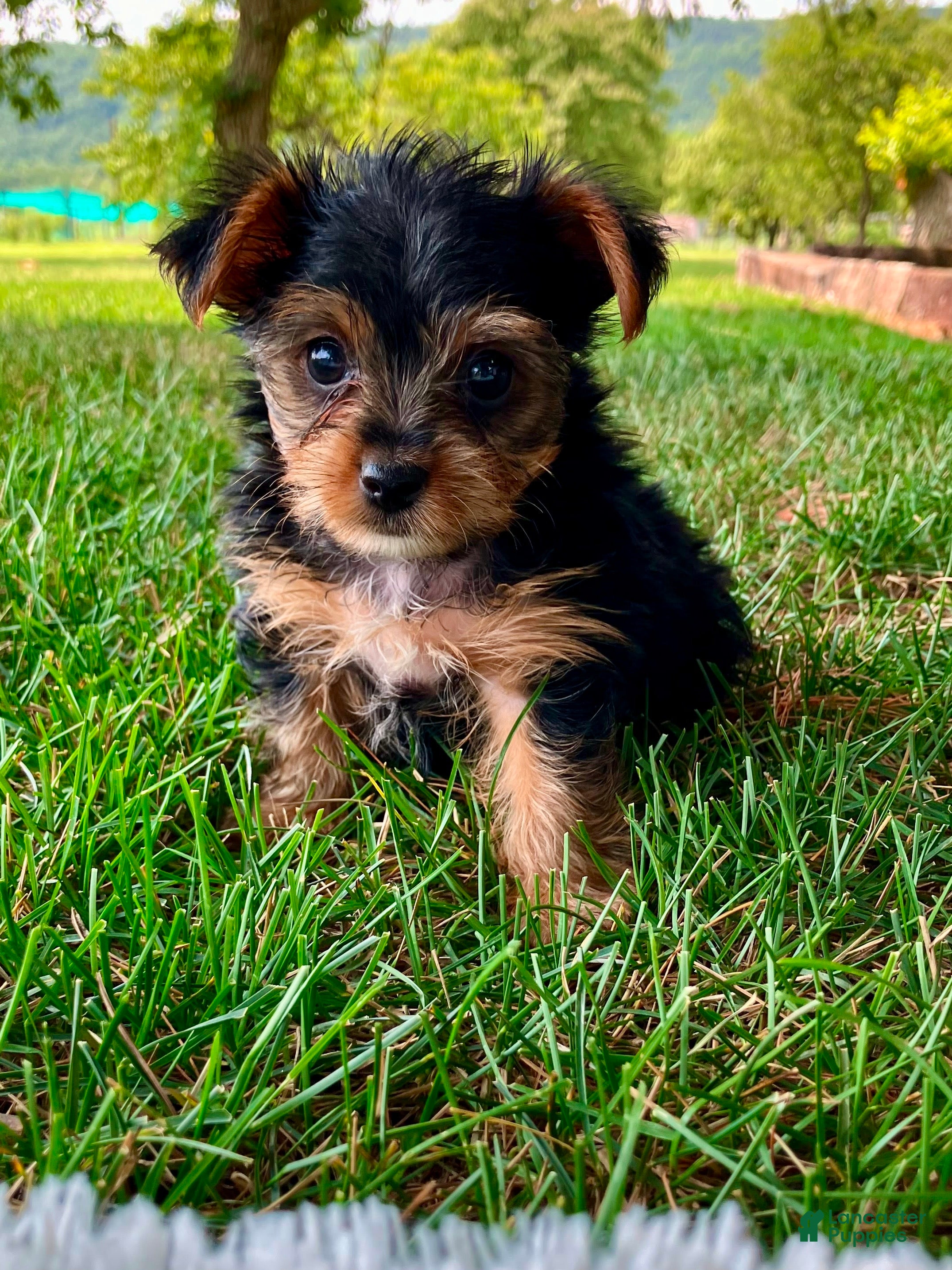Yorkshire Terrier dogs Lexie - Ad 2