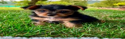 Yorkshire Terrier dogs for sale: Lexie - Ad 2