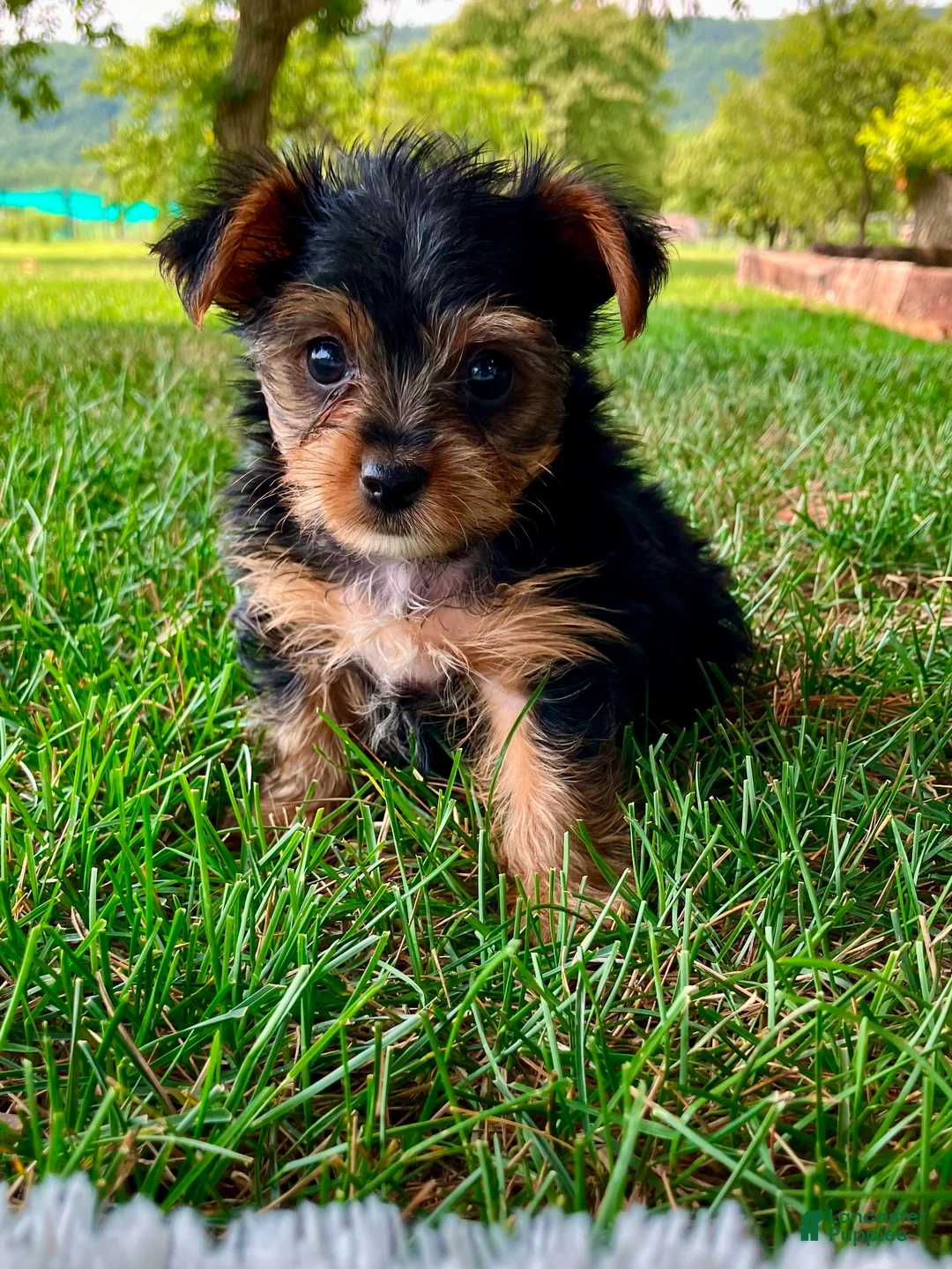 Yorkshire Terrier dogs for sale: Lexie - Ad 2
