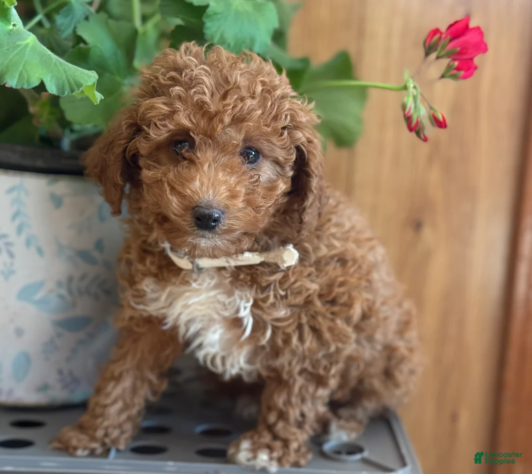 Miniature Poodle dogs for sale: Regal Rufas - Ad 10