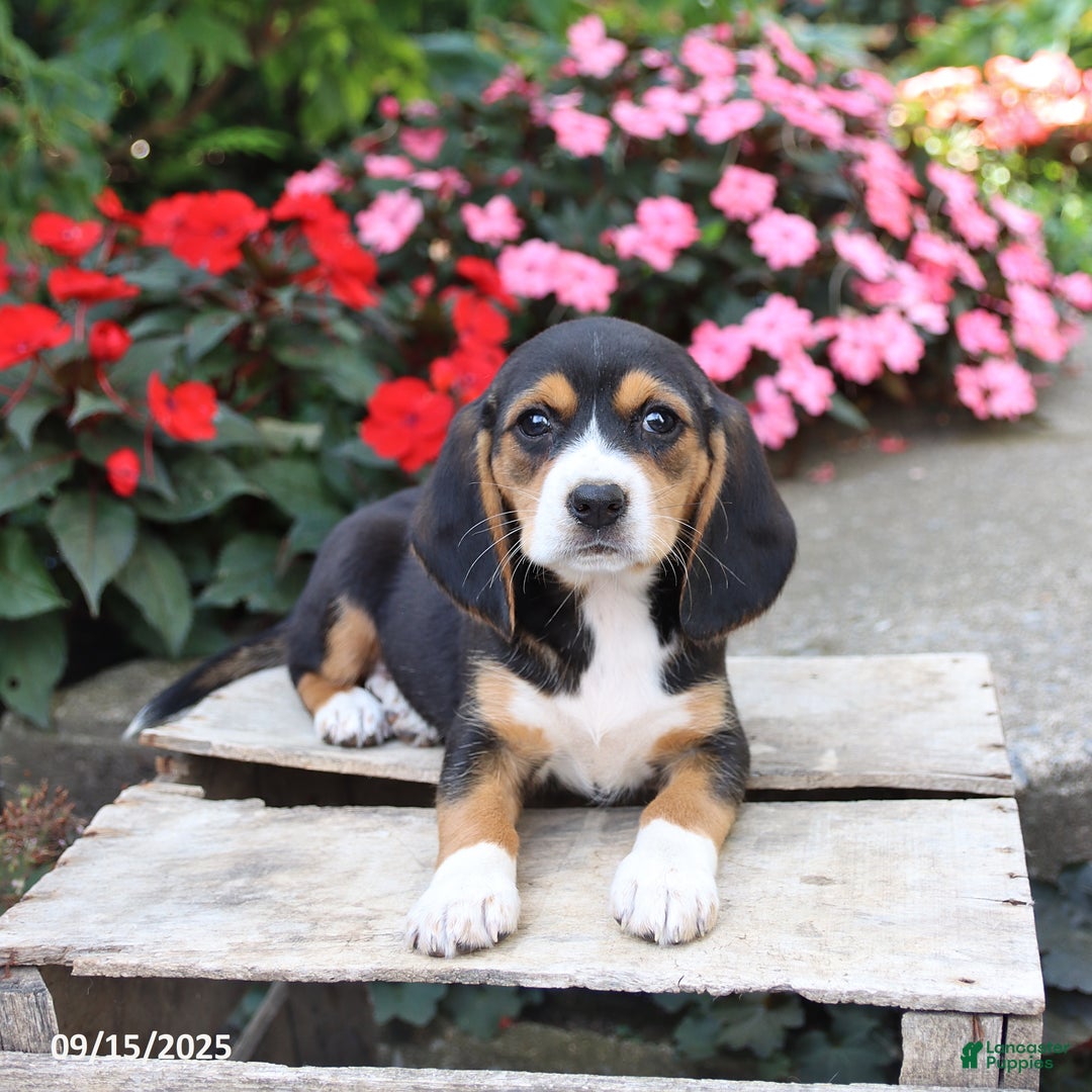 Beagle dogs for sale: Zoe - Ad 2