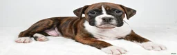 Boxer dogs for sale: Cooper - Ad 8