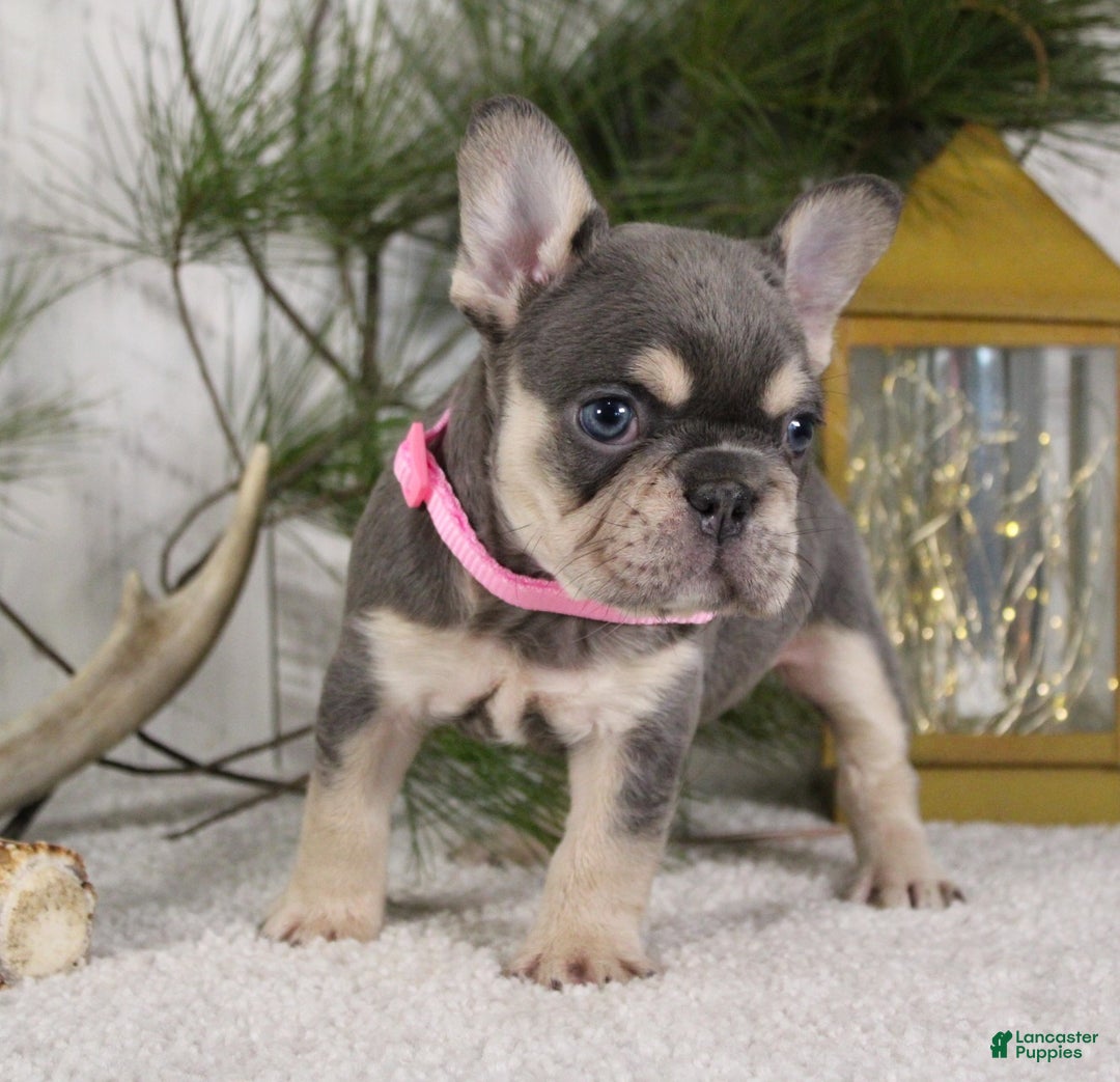 French Bulldog dogs for sale: Macy - Ad 5