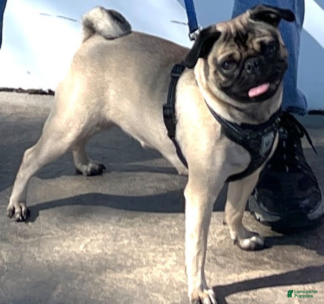 Pug dogs Christy - Ad 2