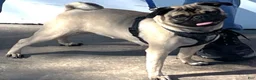 Pug dogs for sale: Christy - Ad 2