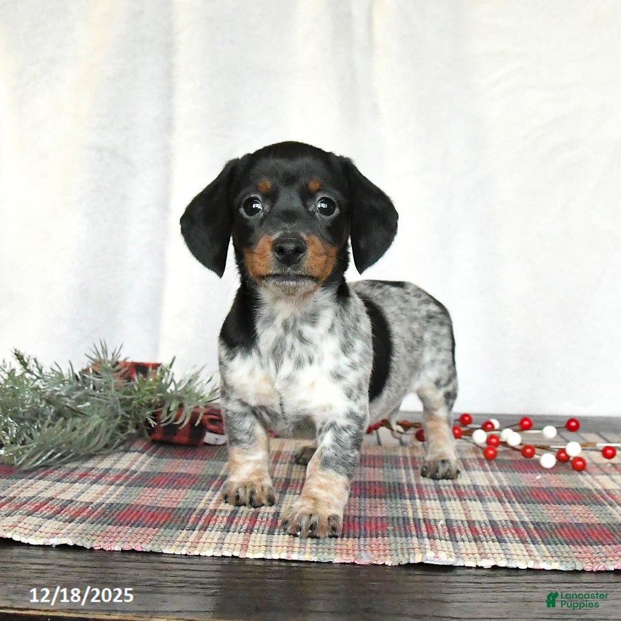 Miniature Dachshund dogs Satin - Ad 3