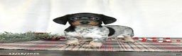Miniature Dachshund dogs for sale: Satin - Ad 1