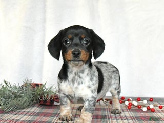 Miniature Dachshund dogs Satin - Ad 35
