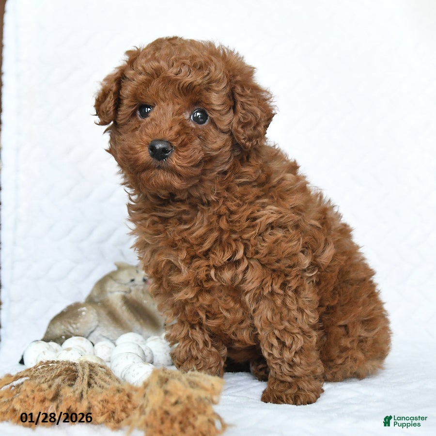 Miniature Poodle dogs Kai  - Ad 42