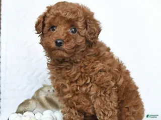 Miniature Poodle dogs Kai - Ad 42