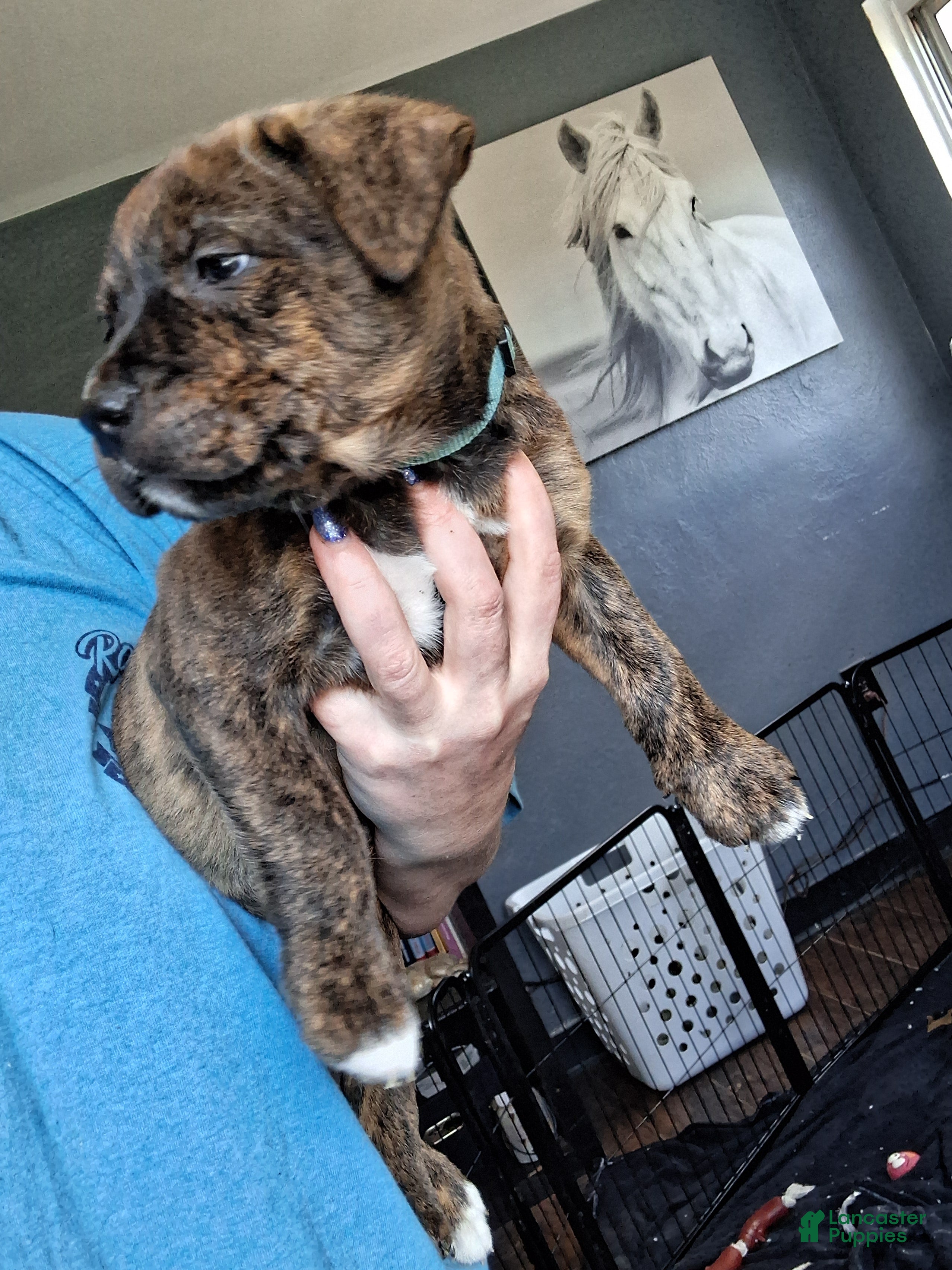 Mixed Breed dogs Koda - Ad 2