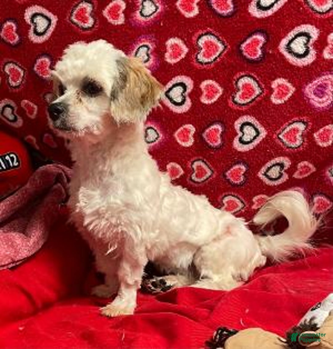 Shih Tzu dogs for sale: Jolynn - Ad 1