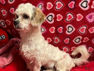 Shih Tzu dogs Jolynn - Ad 4