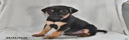 Mixed Breed dogs for sale: Bandit - Ad 3