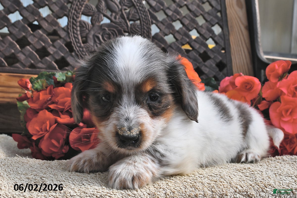 Miniature Dachshund dogs for sale: Buster - Ad 3