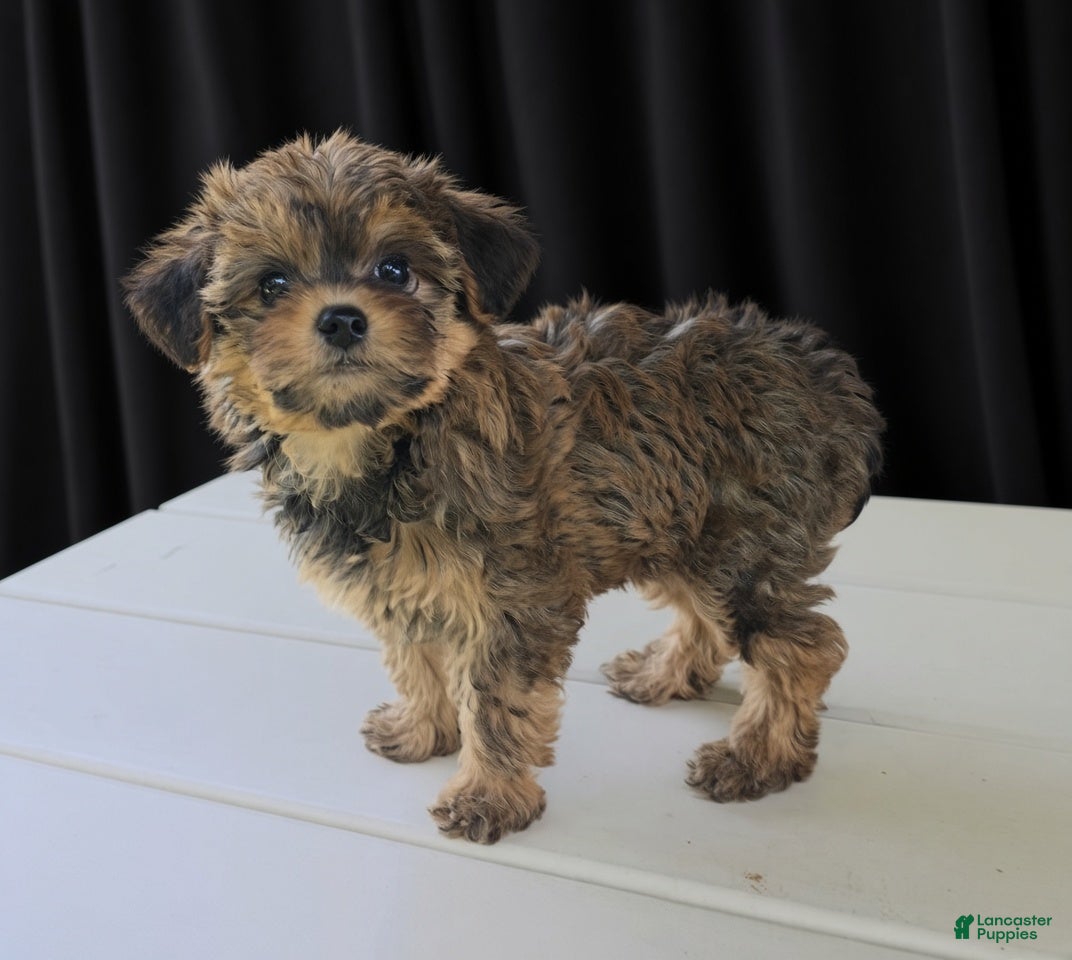 Yorkiepoo dogs Amber - Ad 2