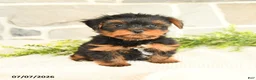 Yorkshire Terrier dogs for sale: Shawn  - Ad 3