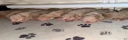 American Bully dogs for sale: American Bully 5 - Ad 3
