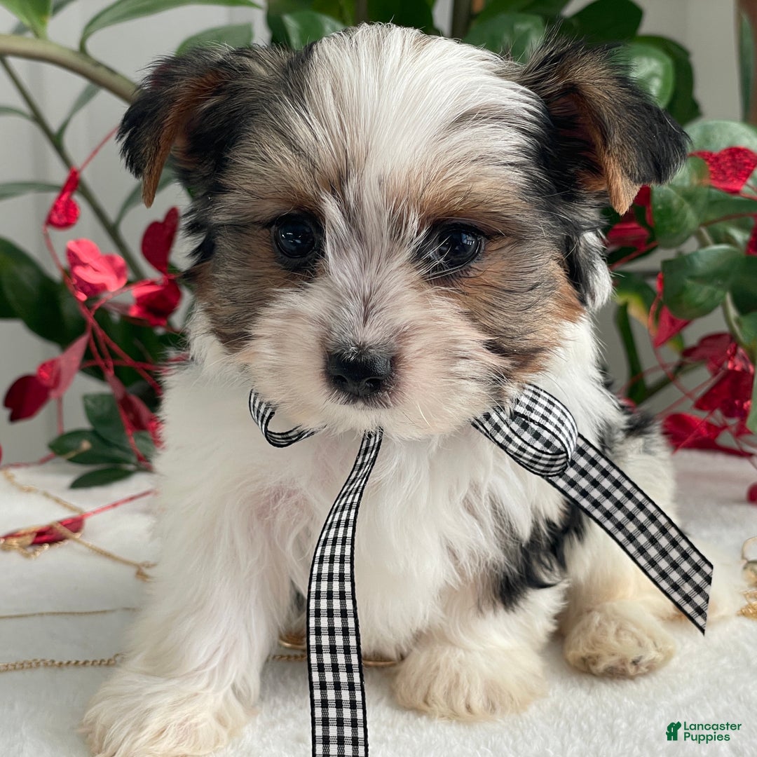 Biewer Terrier dogs for sale: Charlie - Ad 3