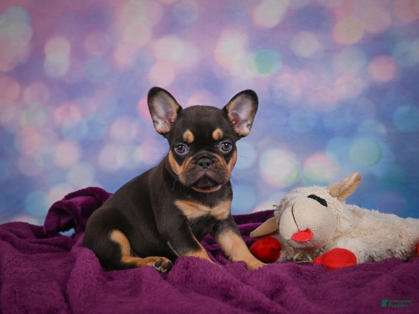 French Bulldog dogs Darla - Ad 2